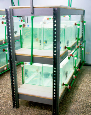Peces_cebras
